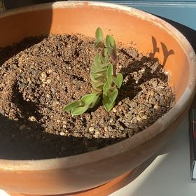 Photo of the plant species Chain Plant by @YernGambeloak93 named Osmo on Greg, the plant care app