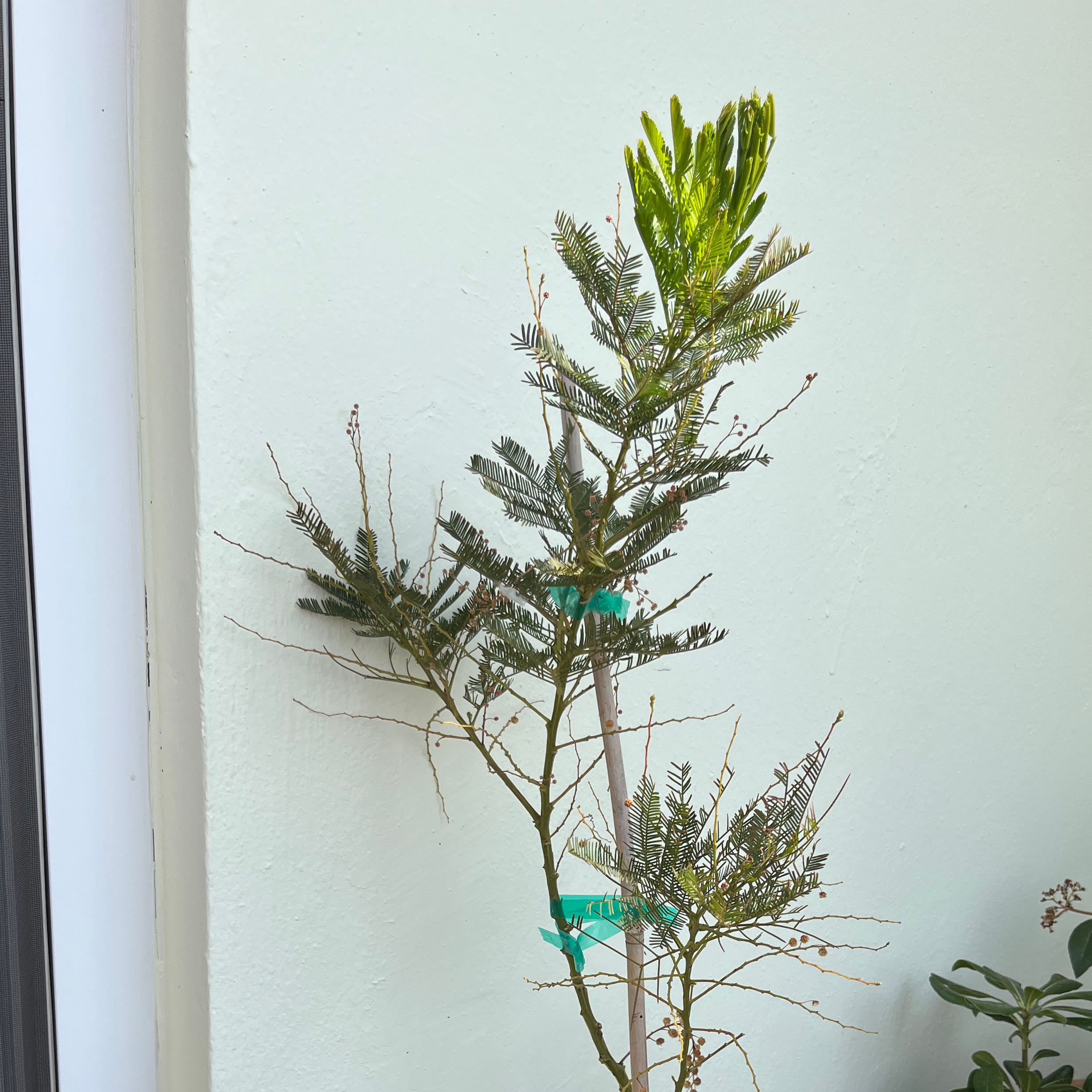 Photo of the plant species Silver Wattle by @trufatxu named Mimitos on Greg, the plant care app