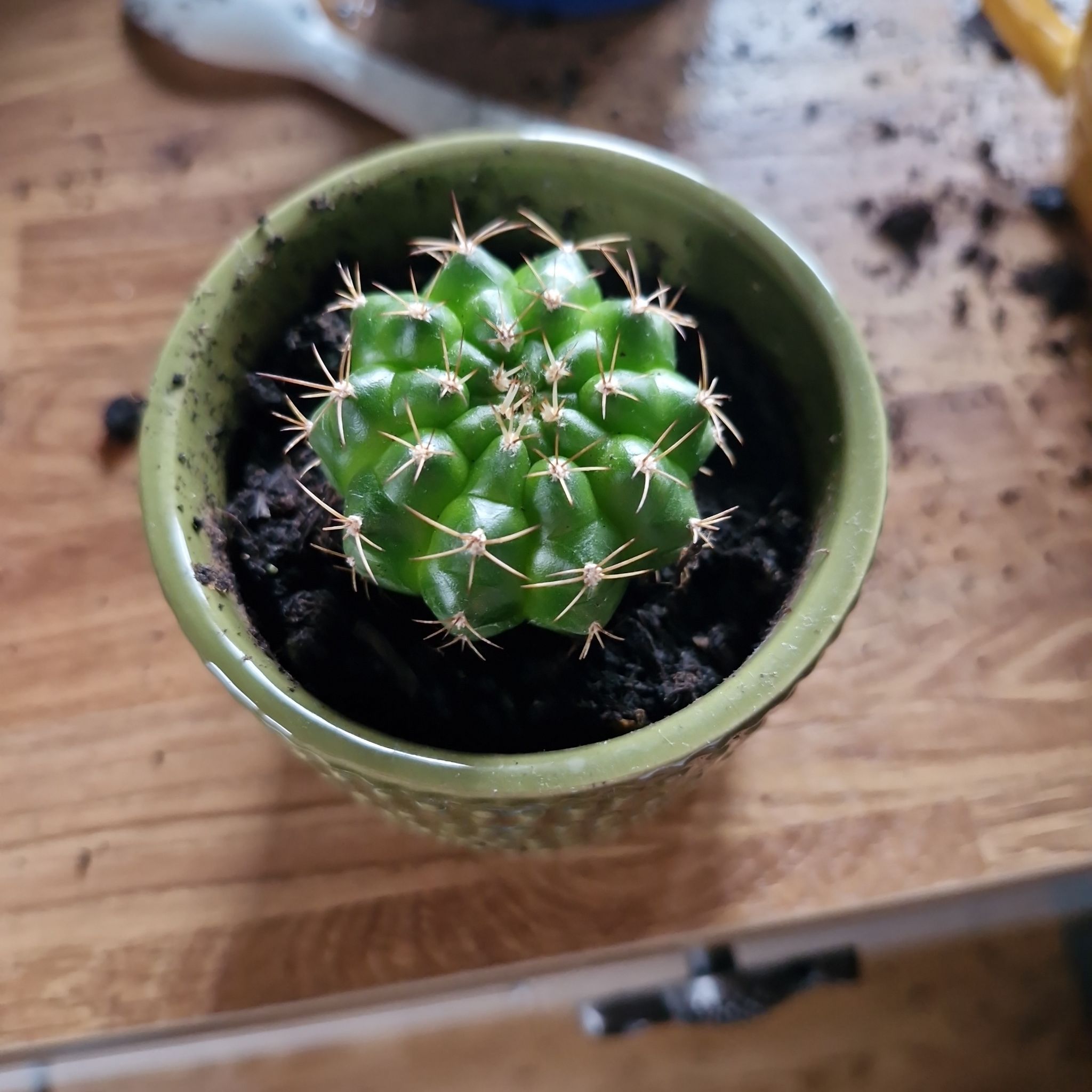 Photo of the plant species Gymnocalycium anisitsii by @StarTawa8 named Kathy B on Greg, the plant care app