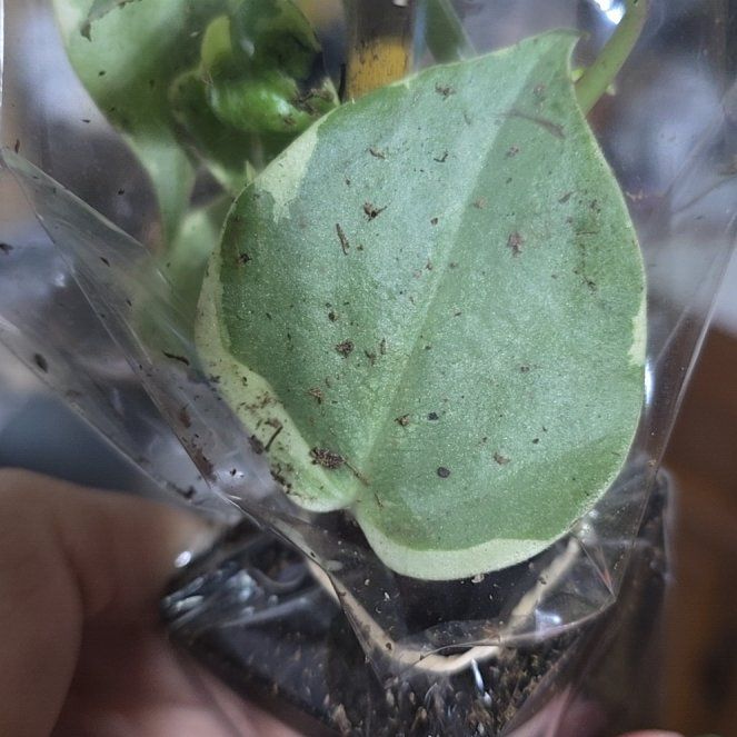 Photo of the plant species Colorado Four O'Clock by @JuicyLichen23 named Tupot amaroot on Greg, the plant care app