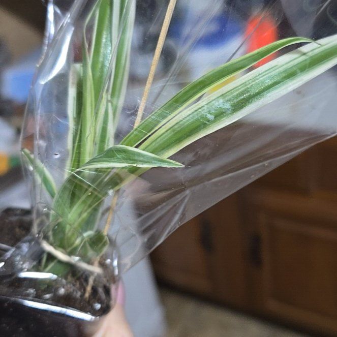 Photo of the plant species Barren Brome by @JuicyLichen23 named Navajo on Greg, the plant care app
