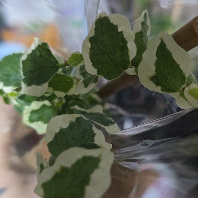 Photo of the plant species Yerba Buena by @JuicyLichen23 named Clooney on Greg, the plant care app