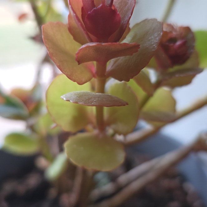 Photo of the plant species Calandiva Orange Florist Kolanchoe by @JuicyLichen23 named Forrest on Greg, the plant care app