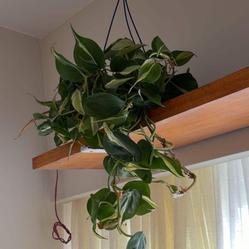 Photo of the plant species Philodendron 'Rio' by @HipOmnom76 named Mochi on Greg, the plant care app