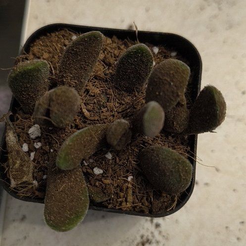 Photo of the plant species Leather-Leaf Fern by @CalmBlackhoya59 named Fernie Mercury on Greg, the plant care app