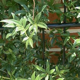 Photo of the plant species Yellow Climbing Rose by @HeraldedKanna10 named Gomez on Greg, the plant care app