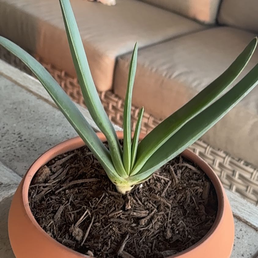 Photo of the plant species Fan Aloe by @HeraldedKanna10 named Fanning on Greg, the plant care app