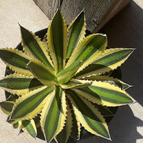 Photo of the plant species Thorn-Crested Century Plant by @HeraldedKanna10 named McKinley on Greg, the plant care app