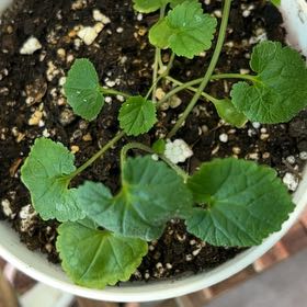 Photo of the plant species Common Mallow by @FreshCactus24 named Messi on Greg, the plant care app