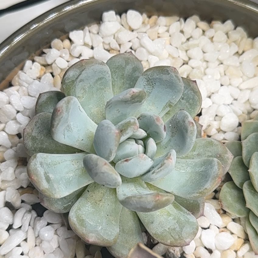 Photo of the plant species Echeveria Snow Angel by @PrimaryTeezus named Bloo on Greg, the plant care app