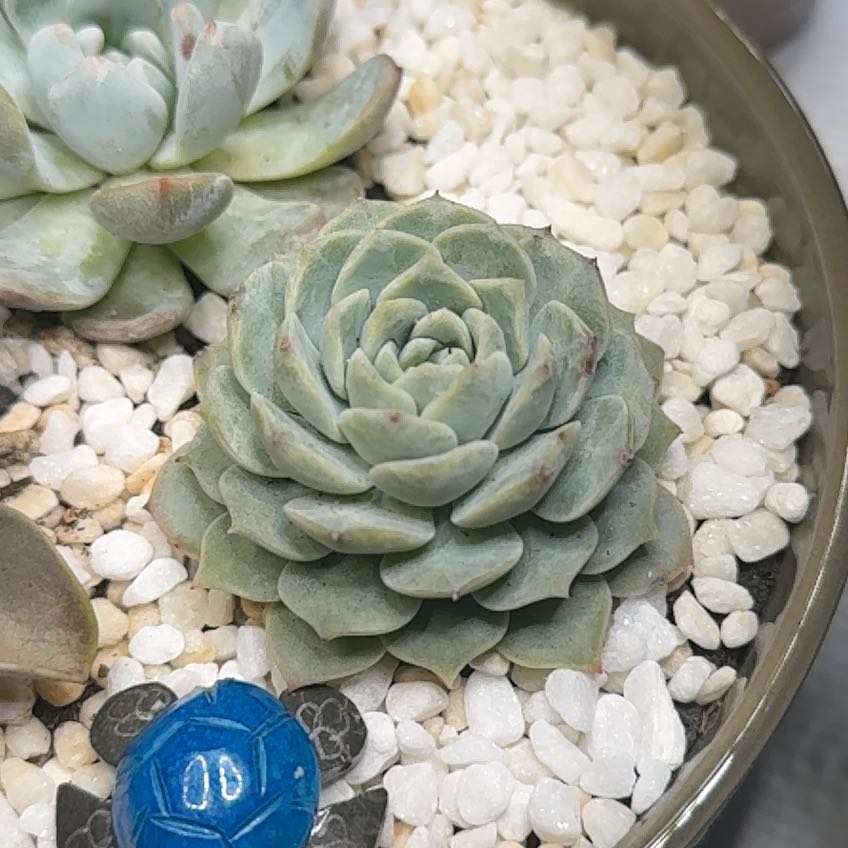 Photo of the plant species Mexican Snowball Echeveria by @PrimaryTeezus named Rose on Greg, the plant care app