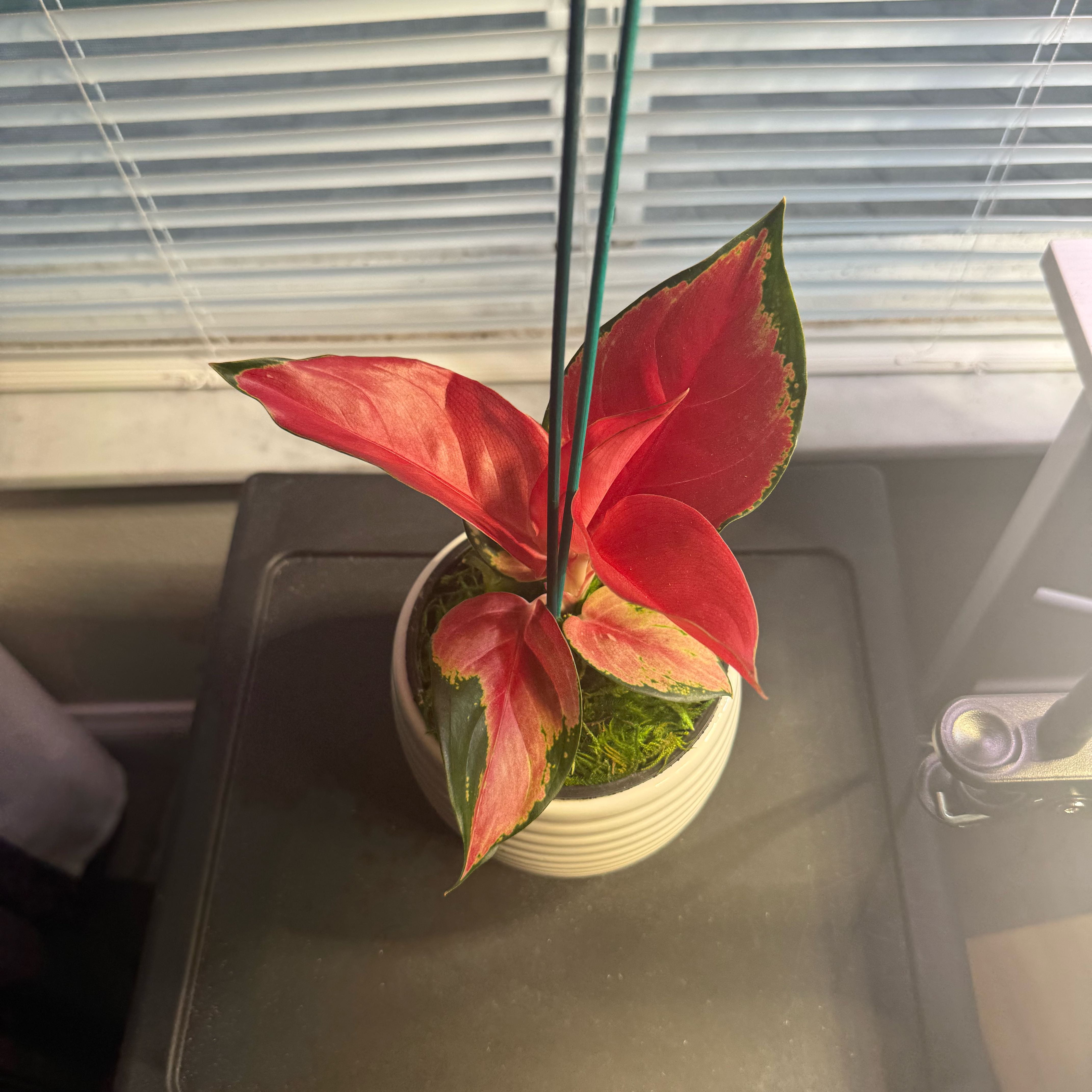 Photo of the plant species China Red Aglaonema Chinese Evergreen by @PrimaryTeezus named LiloStitch on Greg, the plant care app