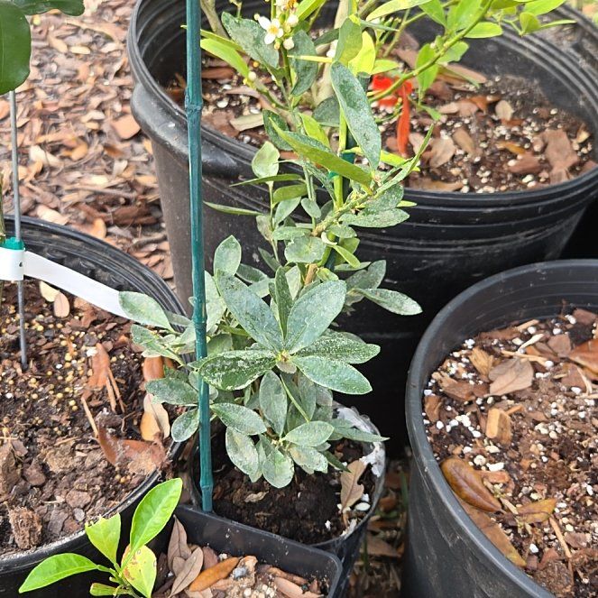 Photo of the plant species Callie Kumquat by @BuoyantCacto61 named Harry on Greg, the plant care app