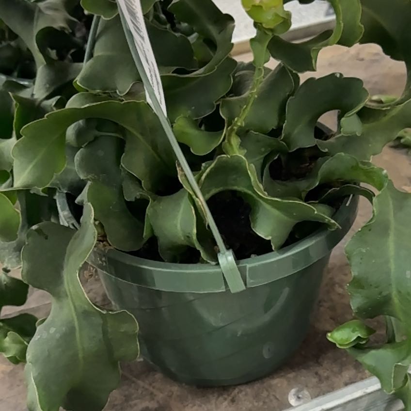 Photo of the plant species Curly Locks Orchid Cactus by @RichlyLemon50 named Sue on Greg, the plant care app