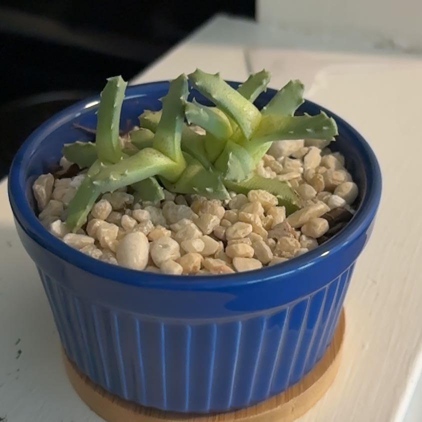 Photo of the plant species Tiger Jaws by @SportyAlula48 named Tony on Greg, the plant care app