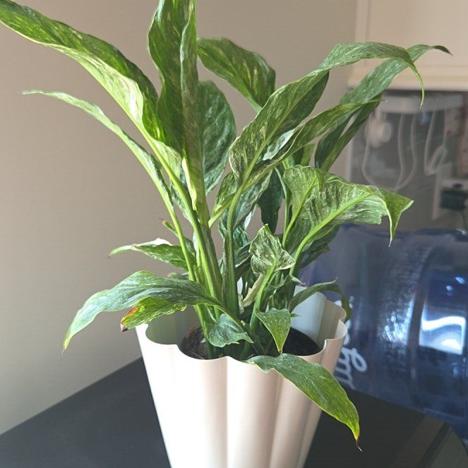 Photo of the plant species Variegated Peace Lily by @HipDamiana70 named Domino on Greg, the plant care app