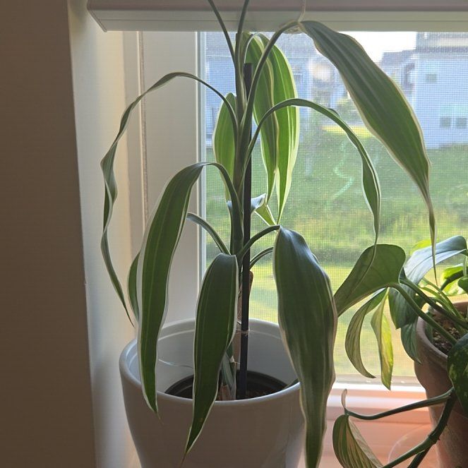 Photo of the plant species Draceana by @HipDamiana70 named Drace on Greg, the plant care app