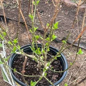 Photo of the plant species Panicle Hydrangea by @PioneerPecan15 named Queen on Greg, the plant care app