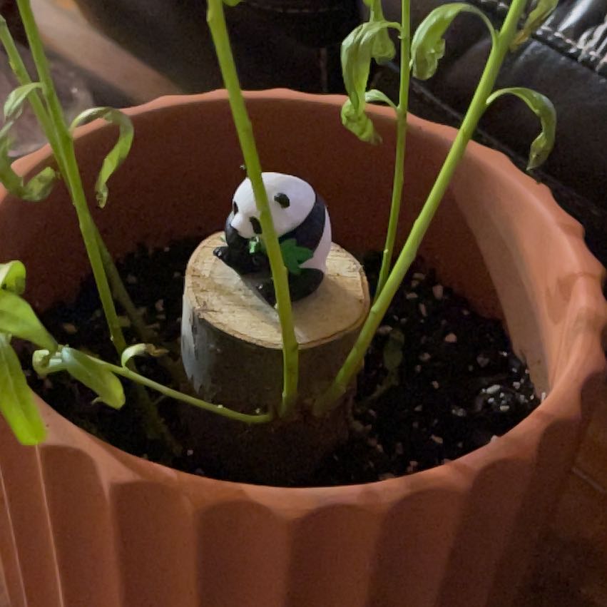 Photo of the plant species Feng Shui Money Tree by @ChosenGreen1 named Foxxy on Greg, the plant care app