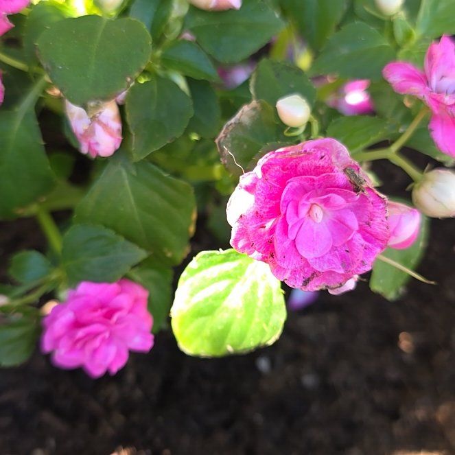 Photo of the plant species Impatiens 'Rockapulco Rose Double' by @EagerEmoryoak75 named Scarlett on Greg, the plant care app