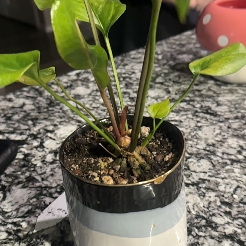 Photo of the plant species Bird's nest anthurium by @SwiftMountain30 named Shoestring on Greg, the plant care app