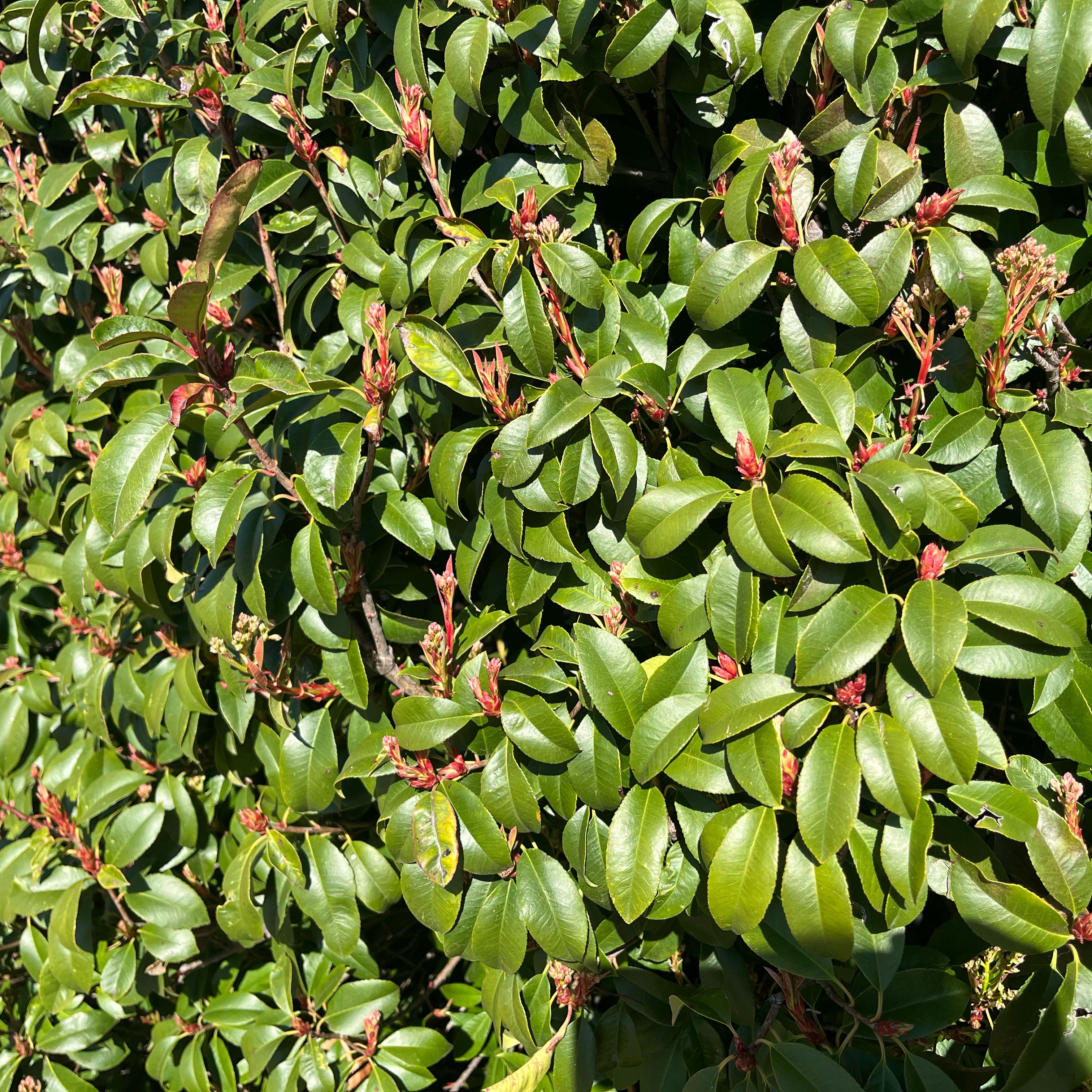 Photo of the plant species Photinia by @BelovedLychee96 named Stella on Greg, the plant care app