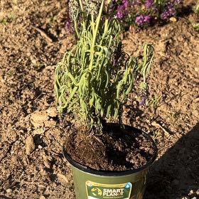 Photo of the plant species Spanish Lavender 'Sanne' by @NaturalMullein named Baesil on Greg, the plant care app
