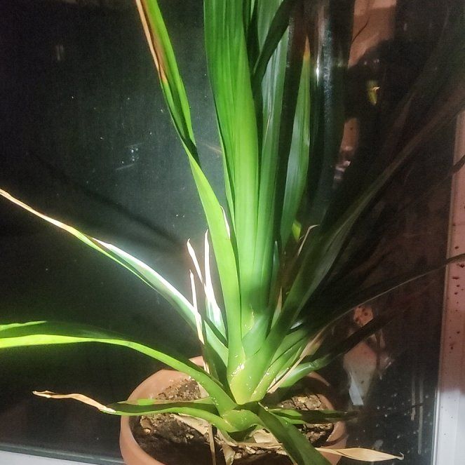 Photo of the plant species Nidularium by @TryMymumrose43 named Delilah on Greg, the plant care app
