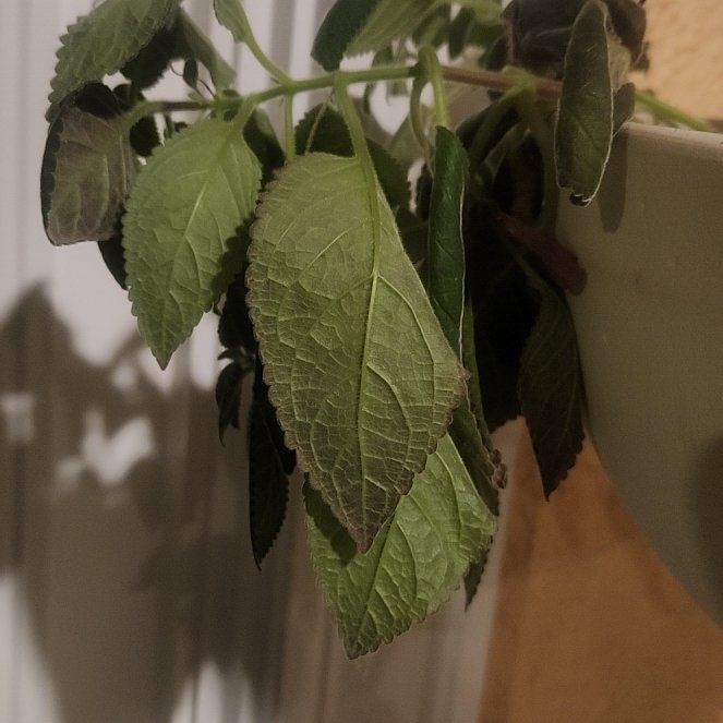 Photo of the plant species Kohleria by @TryMymumrose43 named Gomez on Greg, the plant care app