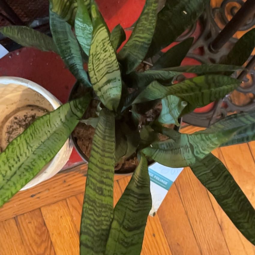 Photo of the plant species Jaboa Sansevieria by @SoaringSucc54 named Foxxy on Greg, the plant care app