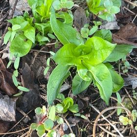 Photo of the plant species Snakeshead by @UltraJonquil95 named Delilah on Greg, the plant care app