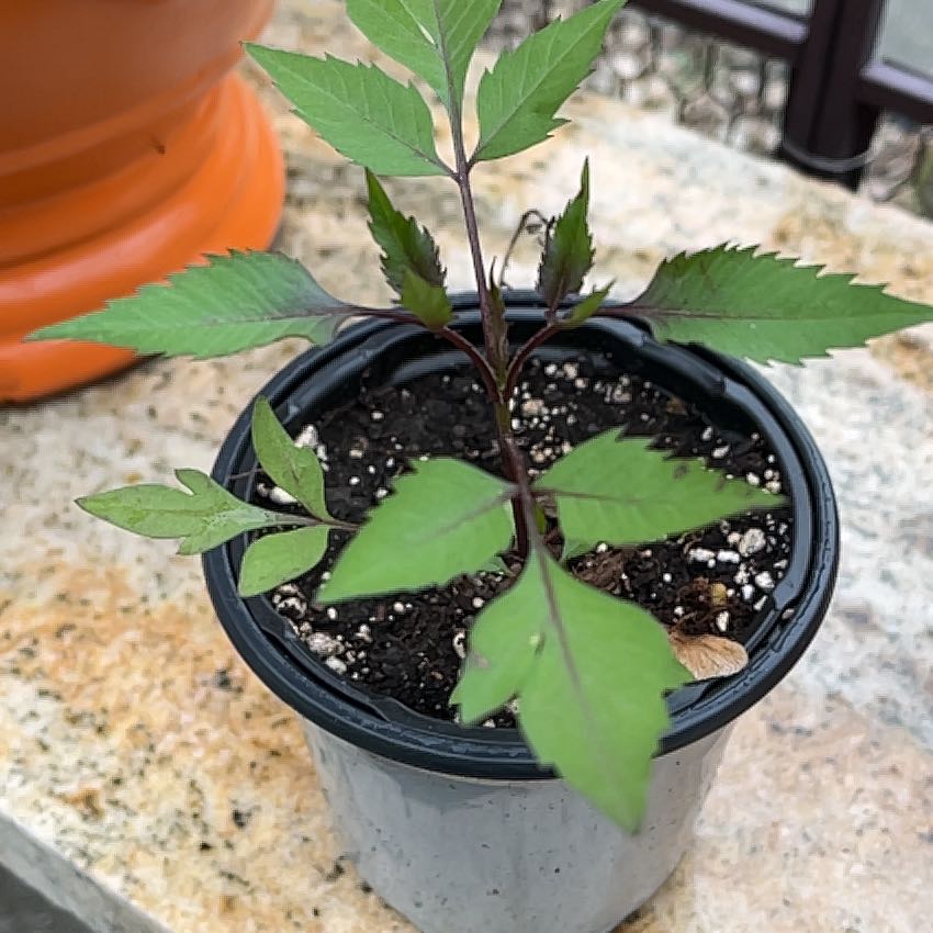 Photo of the plant species Devil's Beggartick by @UltraJonquil95 named Sage on Greg, the plant care app