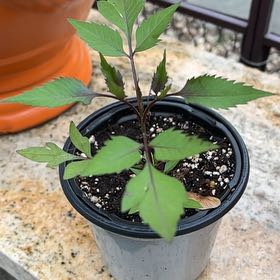 Photo of the plant species Devil's Beggartick by @UltraJonquil95 named Tree Diddy on Greg, the plant care app