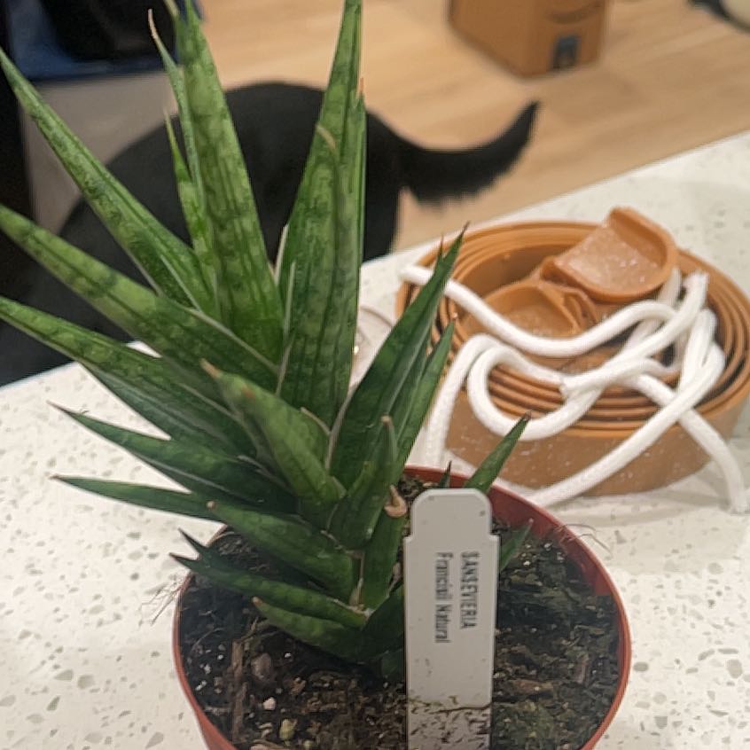 Photo of the plant species Sansevieria francisii by @HighestBlueiris named Duke on Greg, the plant care app