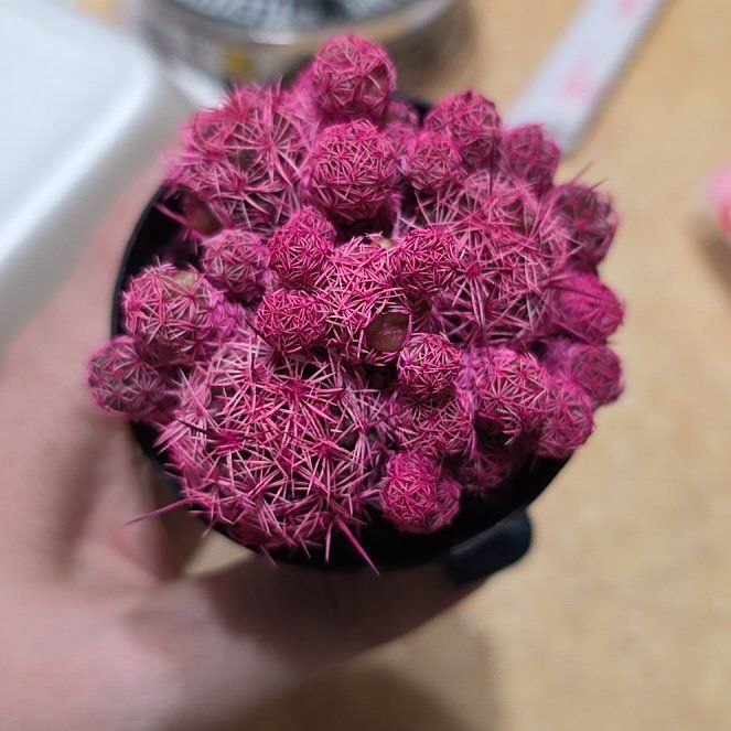 Photo of the plant species Kosmic Cactus by @AstutePukatea73 named Oscar on Greg, the plant care app