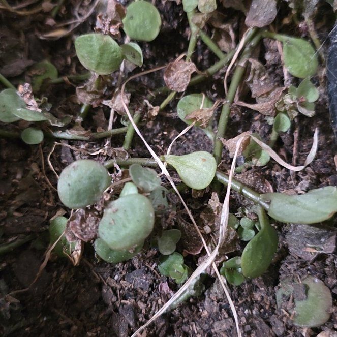 Photo of the plant species Lawn Lobelia by @AstutePukatea73 named Tolkien on Greg, the plant care app