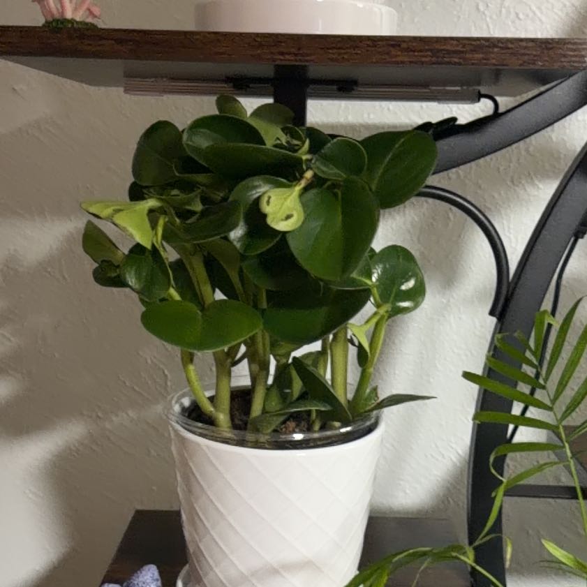 Photo of the plant species Peperomia Thailand by @UberRose13 named Daphne on Greg, the plant care app