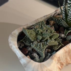 Photo of the plant species Pebbled Tiger Jaws by @UberRose13 named Prince on Greg, the plant care app