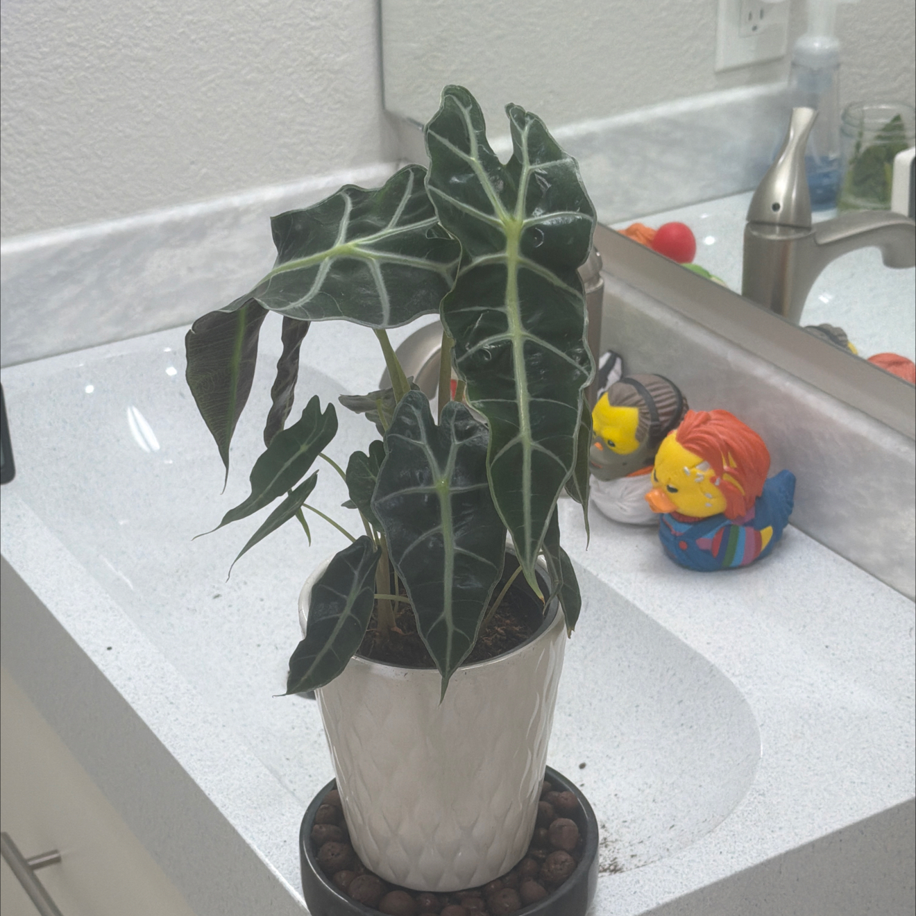 Photo of the plant species Alocasoia Amazonica 'Polly' by @UberRose13 named Ally on Greg, the plant care app