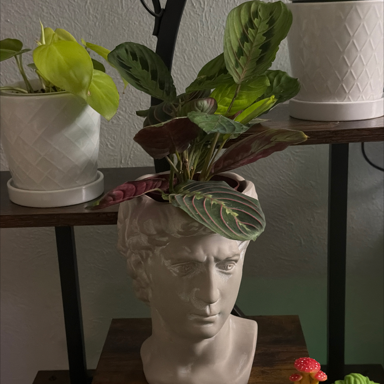 Photo of the plant species Red prayer plant by @UberRose13 named Miley on Greg, the plant care app