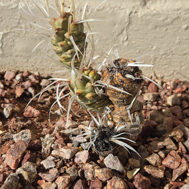 Photo of the plant species Paper Spine Cactus by @YernMizuna55 named Paper Boy 1 on Greg, the plant care app