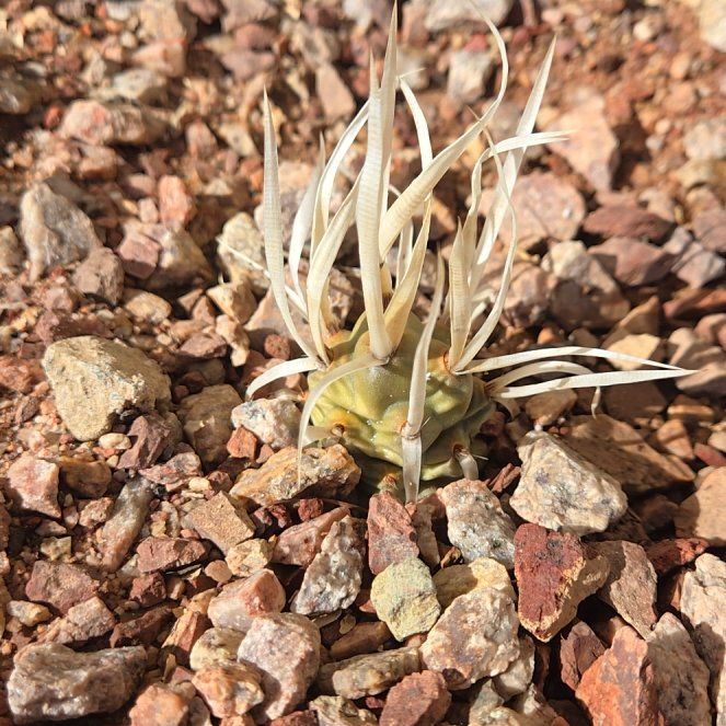 Photo of the plant species Paper Spine Cactus by @YernMizuna55 named Paper Boy 2 on Greg, the plant care app