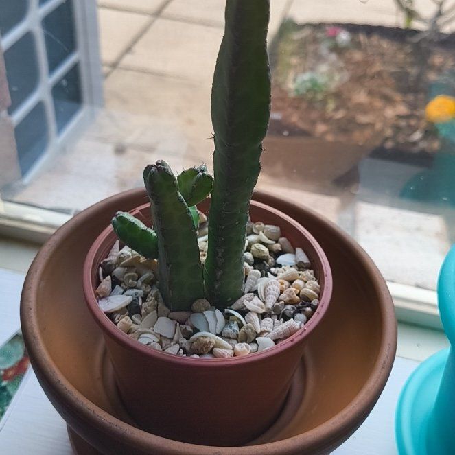 Photo of the plant species Euphorbia heterochroma by @IntenselyRimu39 named Agent E. on Greg, the plant care app
