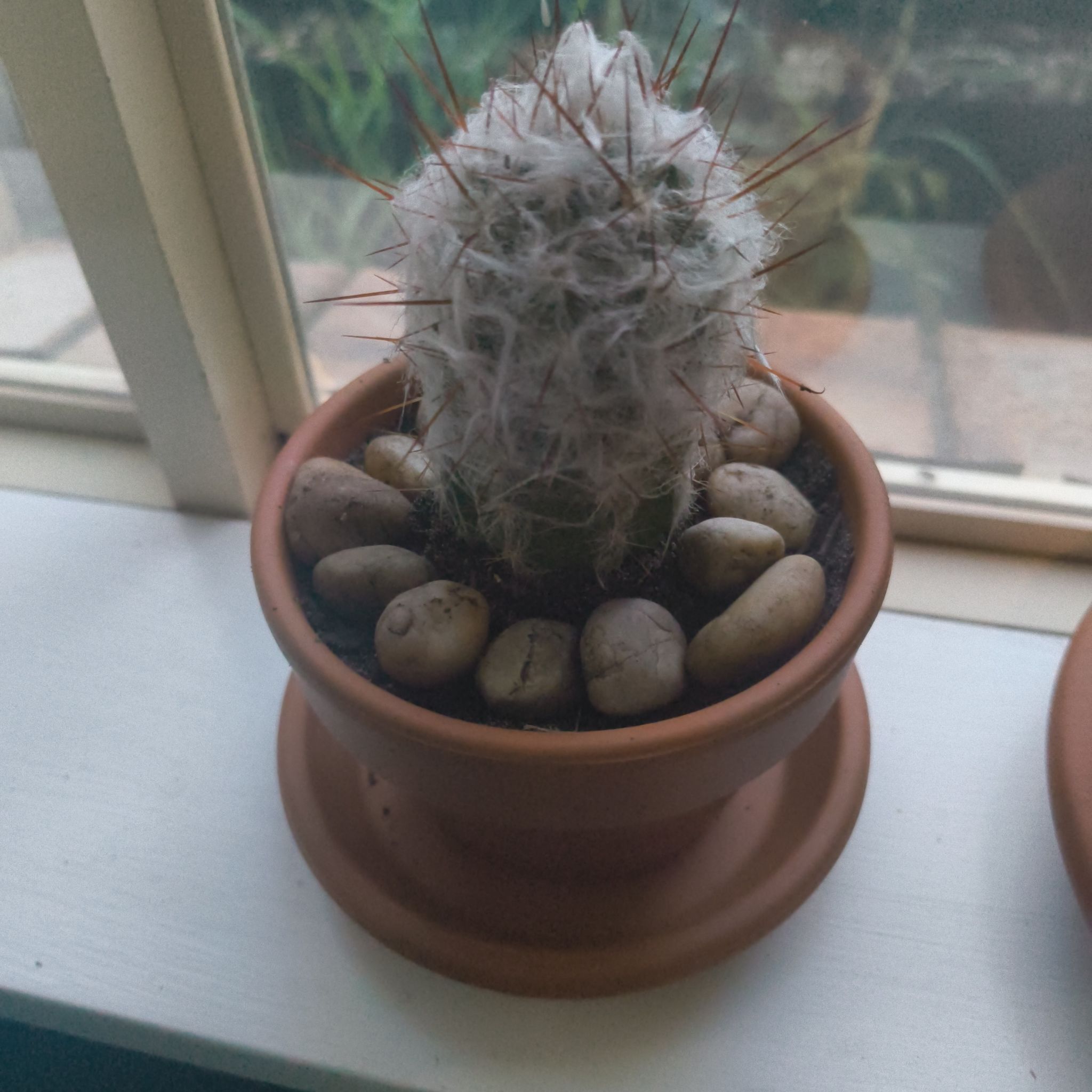 Photo of the plant species Old Man of the Mountains by @IntenselyRimu39 named Greg on Greg, the plant care app