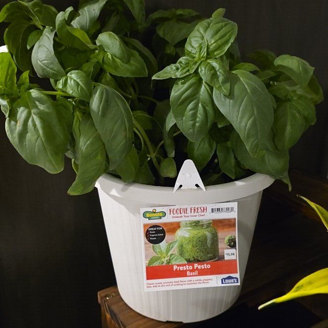 Photo of the plant species basil genovese by @FetchingRamsons named James Dean on Greg, the plant care app