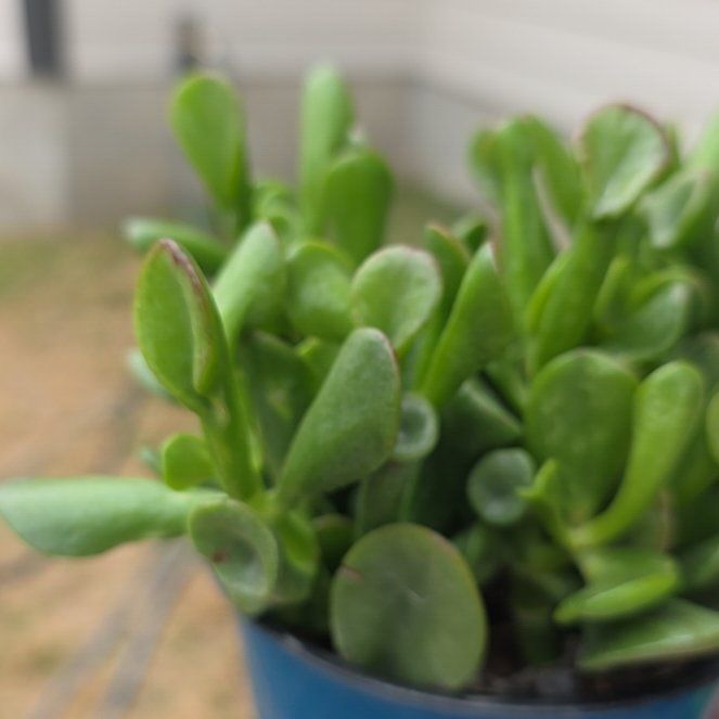 Photo of the plant species Ogre Ears by @FetchingRamsons named Fiona on Greg, the plant care app