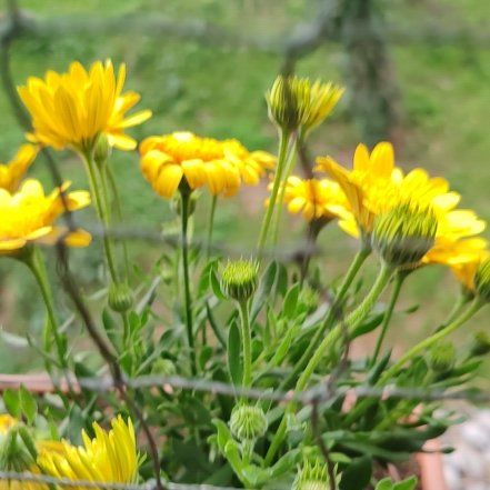 Photo of the plant species Glandular Cape Marigold by @BusyOregonash74 named Lola on Greg, the plant care app