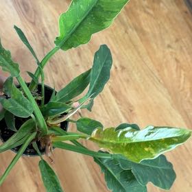 Photo of the plant species Common Sorrel by @IdolCornbind96 named Khaleesi on Greg, the plant care app