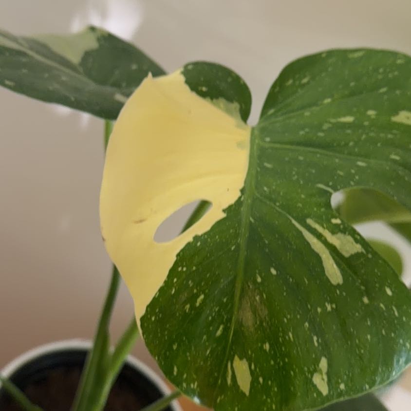 Photo of the plant species monstera Thai Con by @IdolCornbind96 named Einstein on Greg, the plant care app
