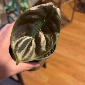 Photo of the plant species Red Secret by @IdolCornbind96 named Zion on Greg, the plant care app